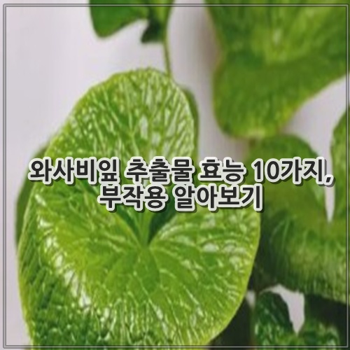 와사비잎 추출물 효능 10가지, 부작용 알아보기