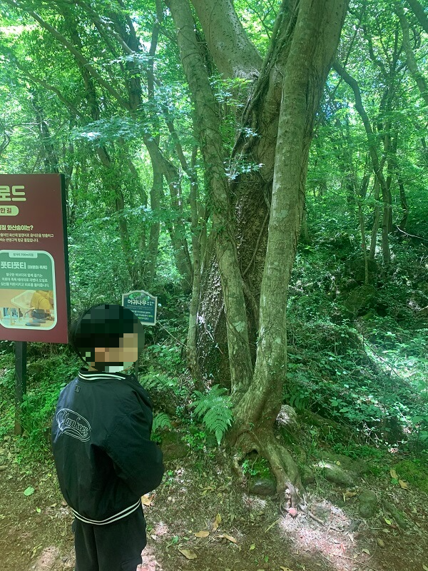 제주 에코랜드 오솔길