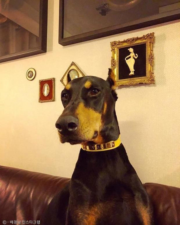 배정남 반려견 벨 사망