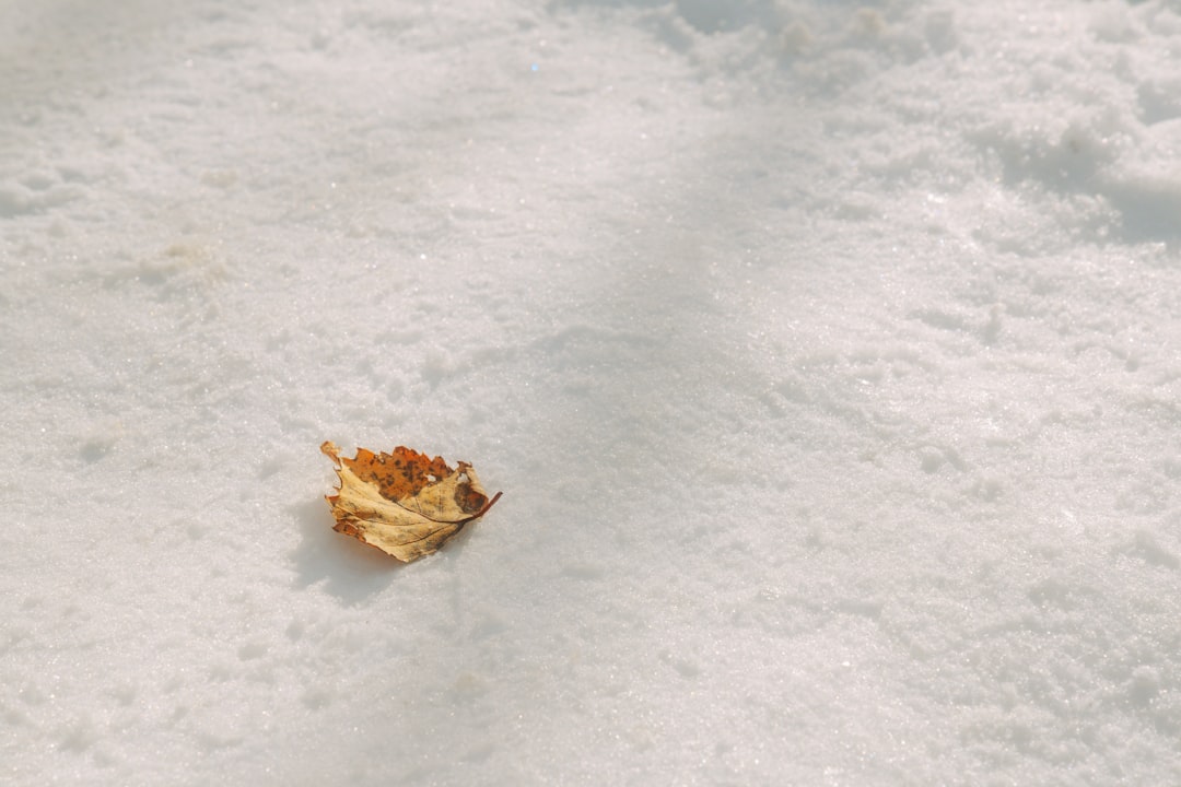 Snow crab