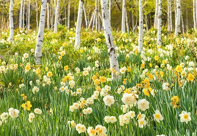 화담숲 봄시즌 예약하기