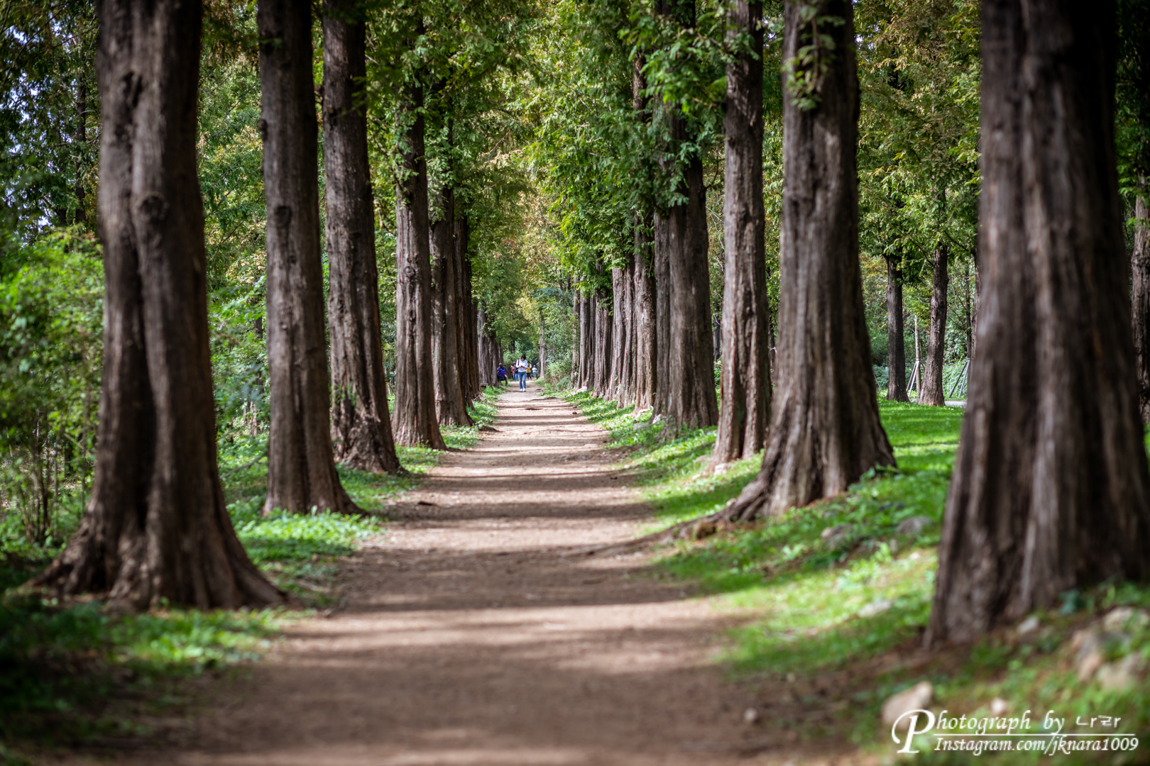 하늘공원 메타세콰이어길