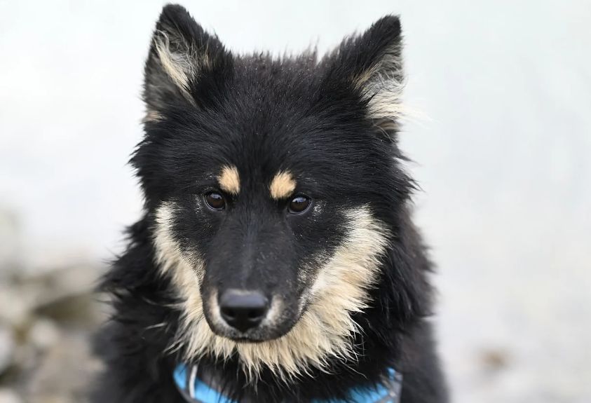 고양이 질병 예방 사진