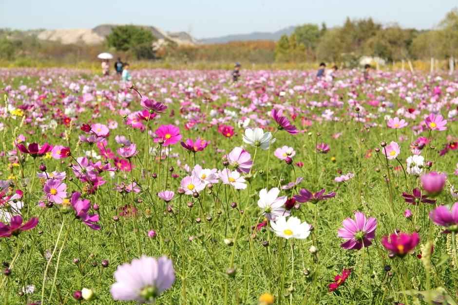 인천 드림파크 야생화단지