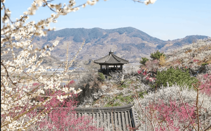 2025년 광양 매화축제 주차장 관련 사진