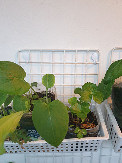 네트와 바구니2