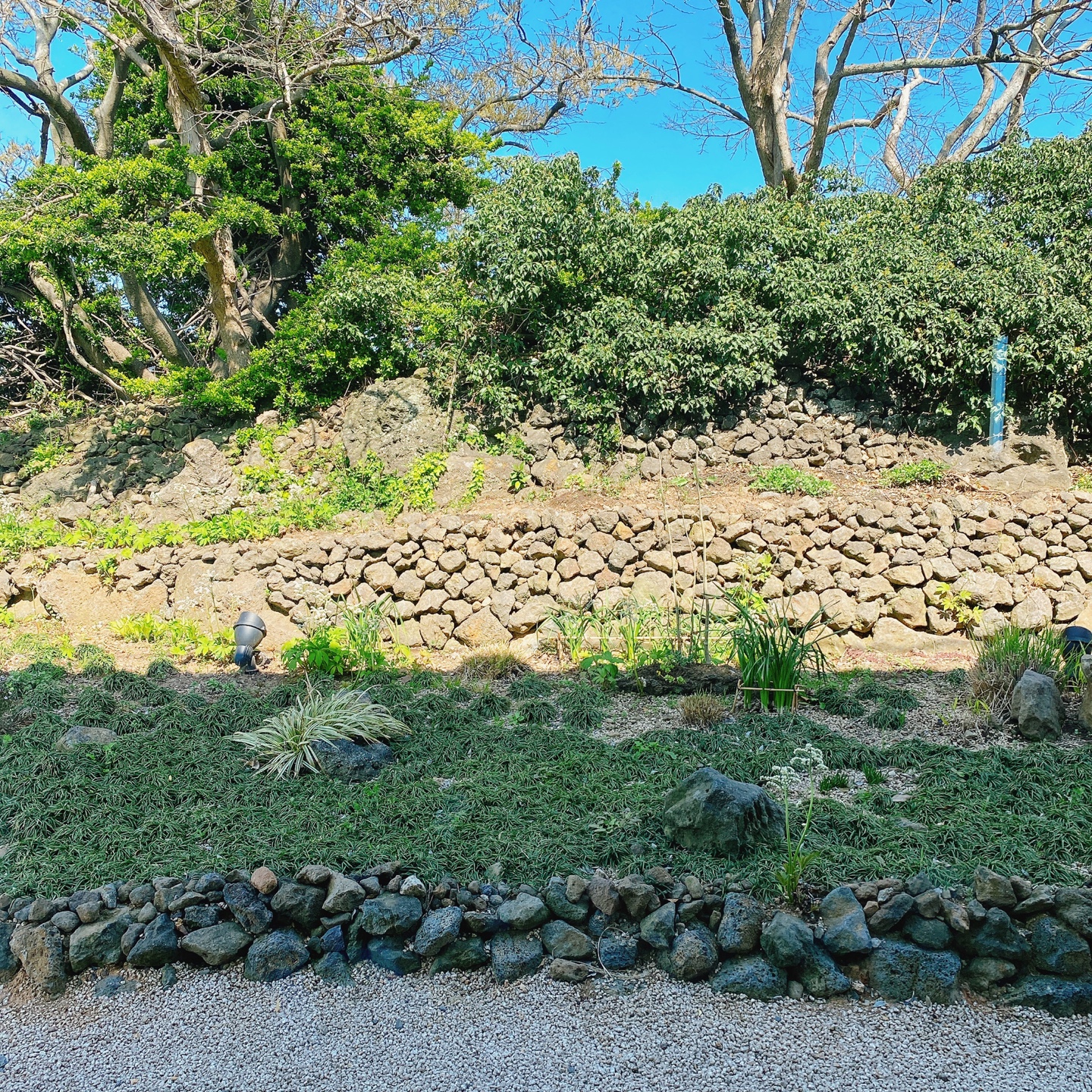 제주 애월 장전리 왕벚꽃거리 근처 문태준 시인 카페 오롬마르