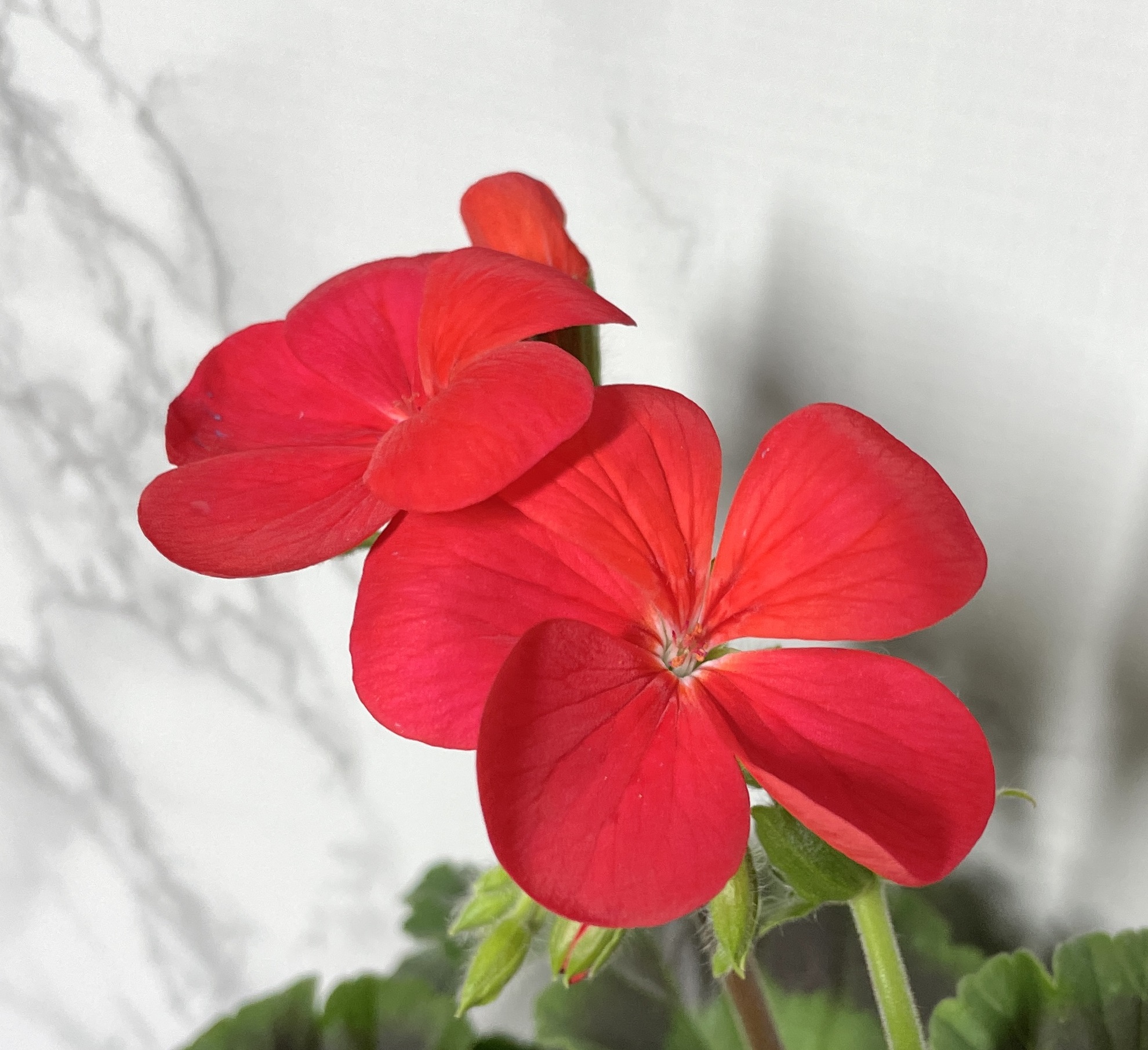 제라늄 키우기 종류 화분 꽃