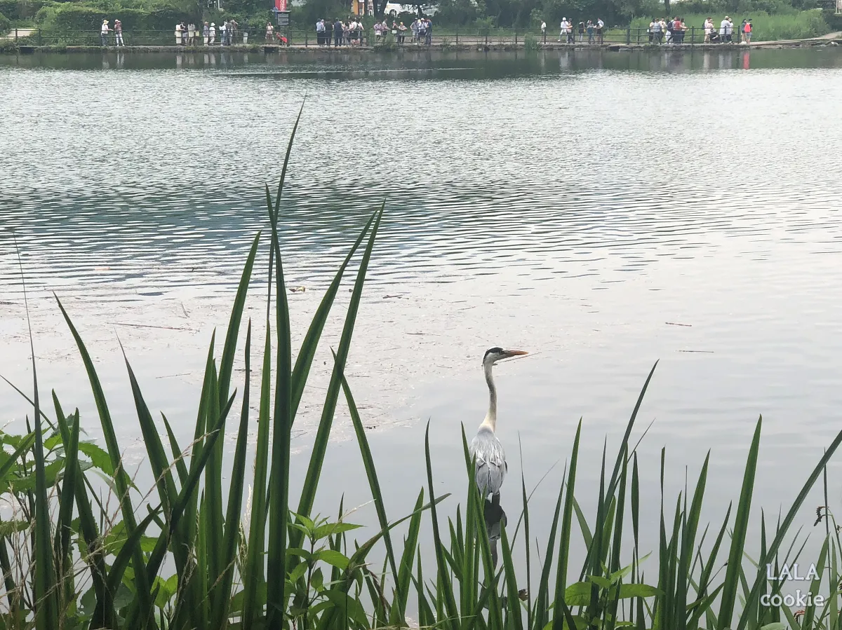 후쿠오카-유후인-긴린코호수-후기-새와-호수