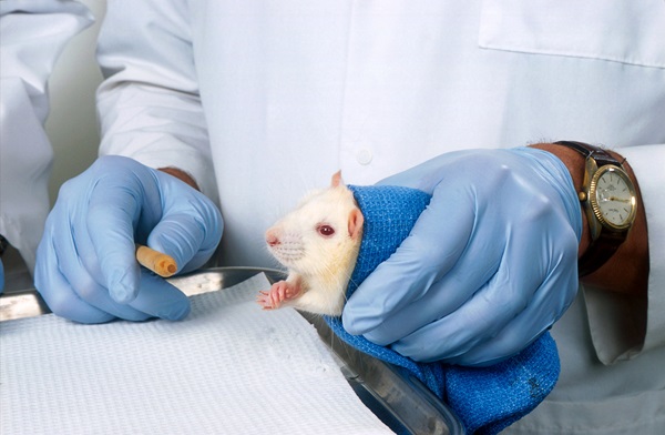 FDA가 신약 개발 과정에서 동물 실험을 단계적으로 폐지하겠다고 밝혔다./사진=클립아트코리아