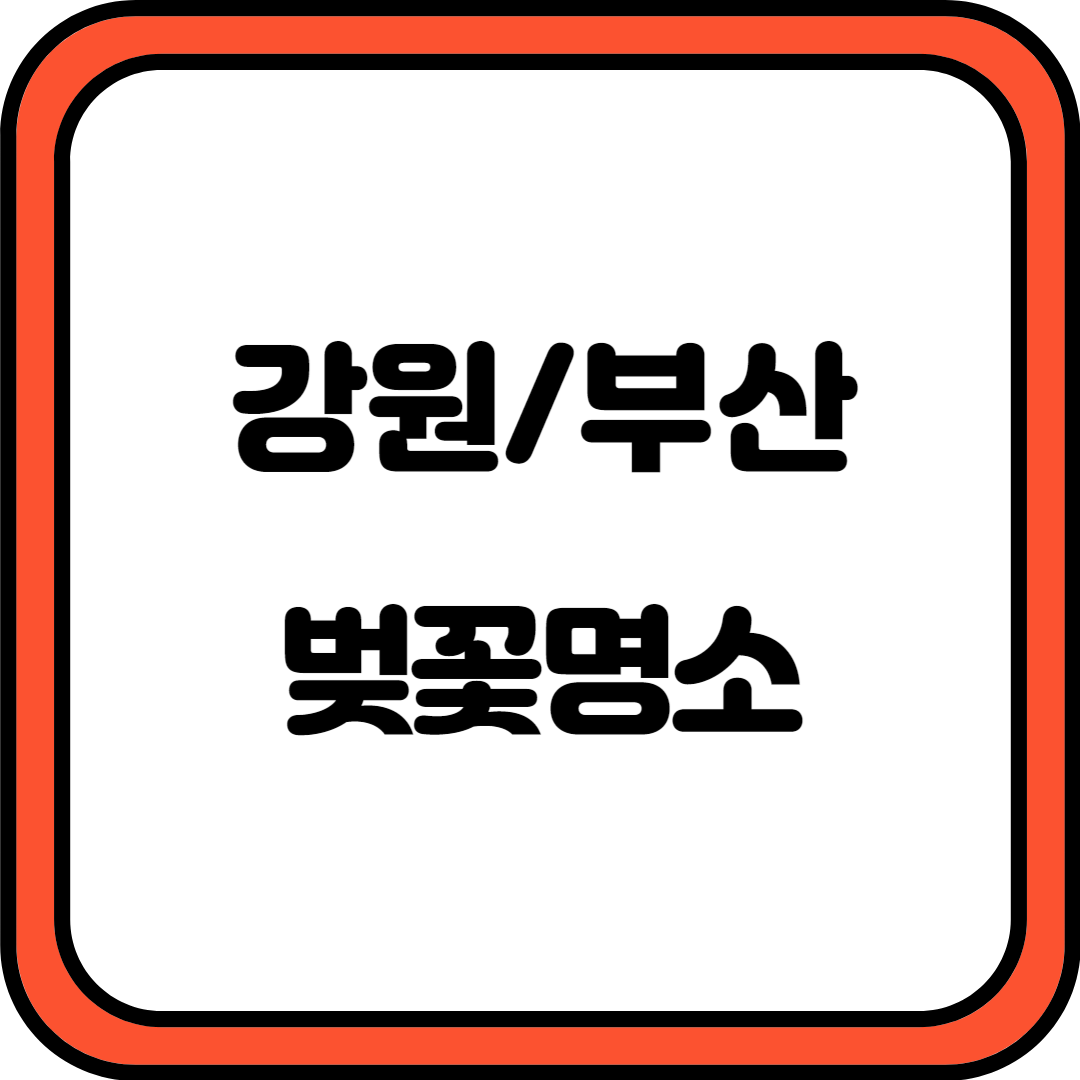 강원 부산 벚꽃명소