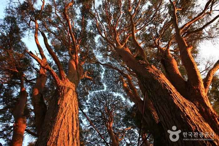 무주 삼공리 반송