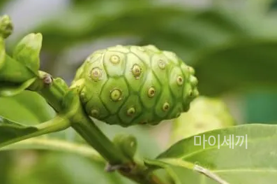 파이토케미칼