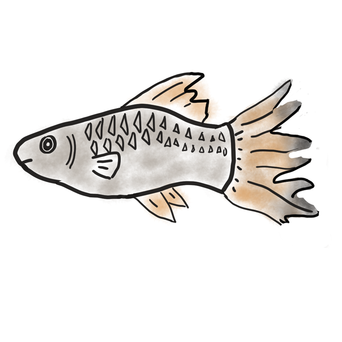 지느러미 부식병