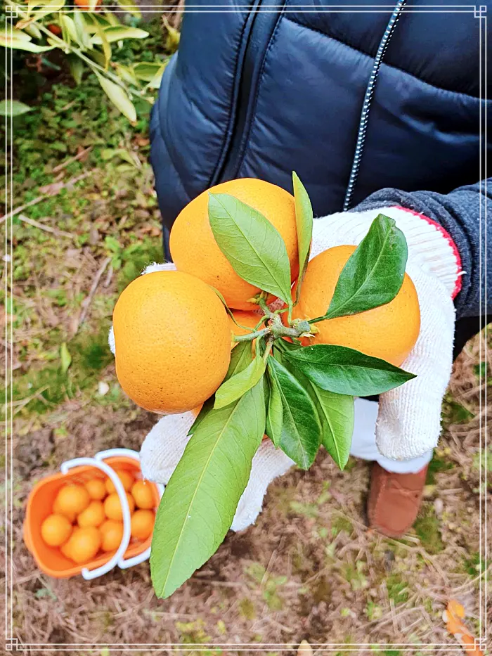 생방송 오늘저녁 제주, 조천 7월 수국 축제 명소, 수국정원, 인생사진, 디저트 카페 맛집