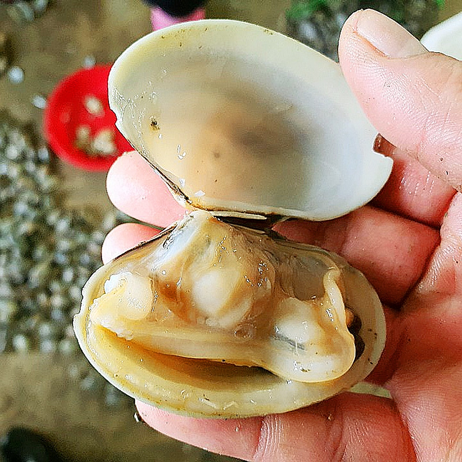 손 위의 바지락 1