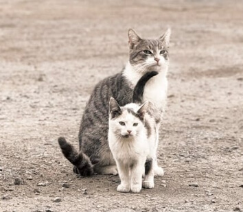 고양이 나이 들면서 체형이 달라지는 이유