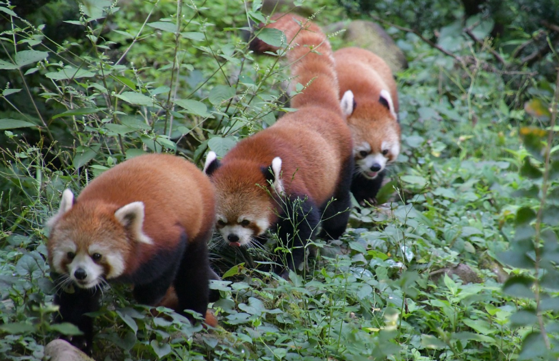 초등학생이 알아야 할 레드팬더 10가지