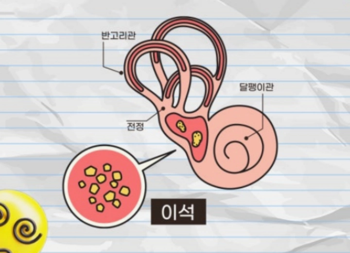반고리관-사진