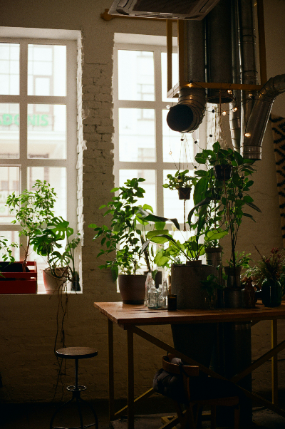 공기정화 식물 사진