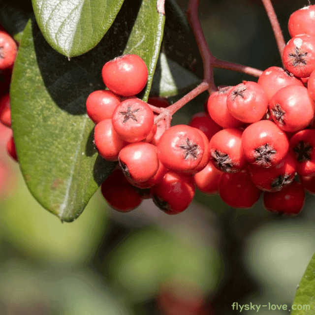 팥배나무, 팥배나무 열매
