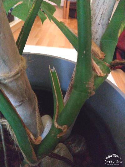 몬스테라 잎 자르기