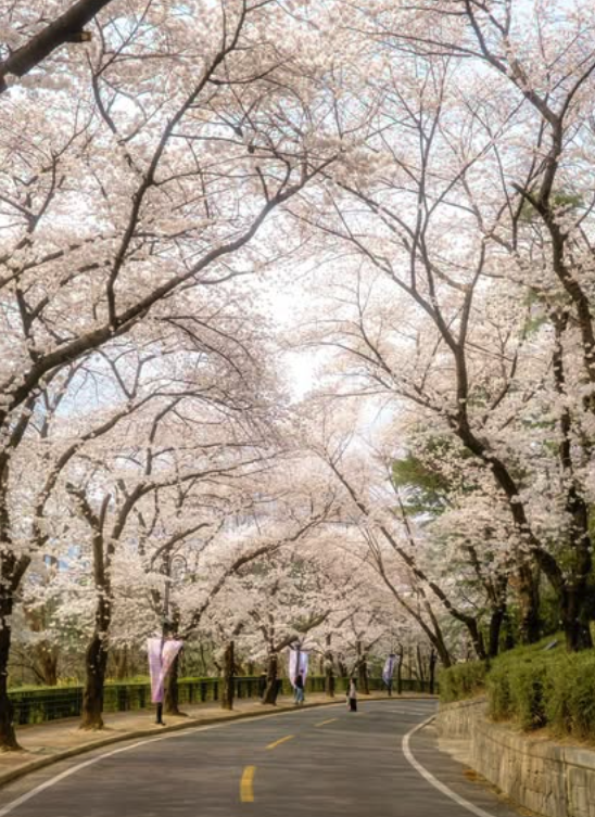 대구 이월드 벚꽃 축제