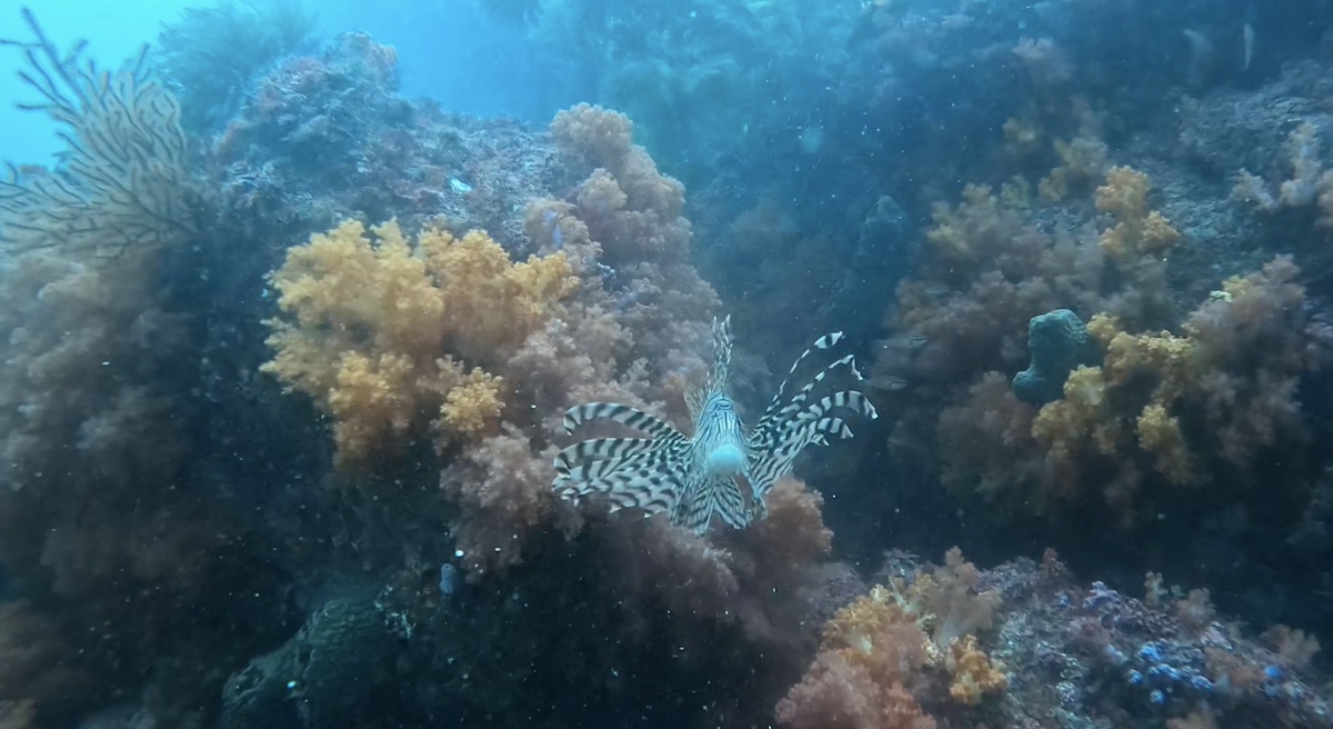 범섬 - 산호정원