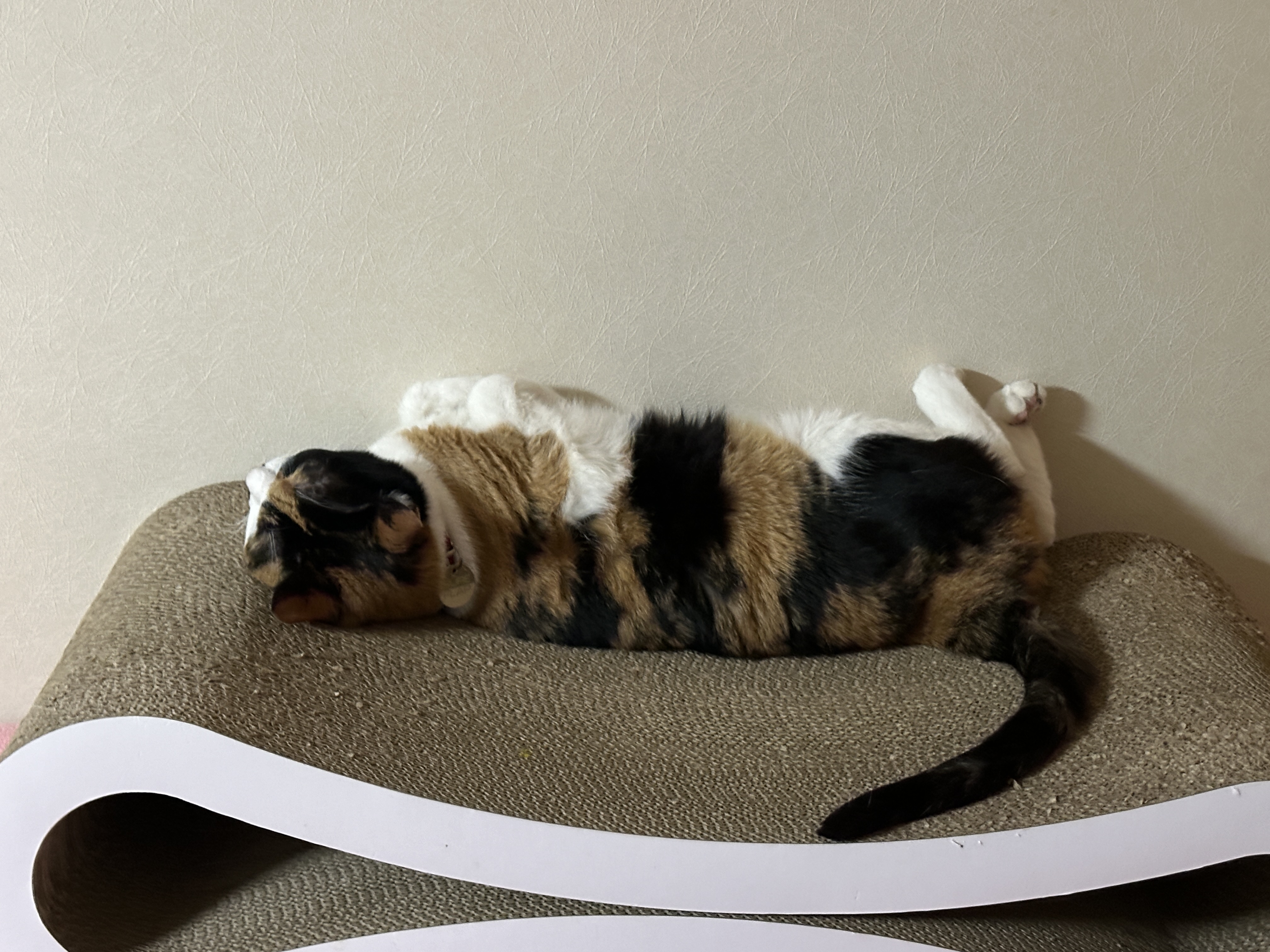 스크래쳐에_발라당_누워서_벽이랑_딱붙어있는_다다