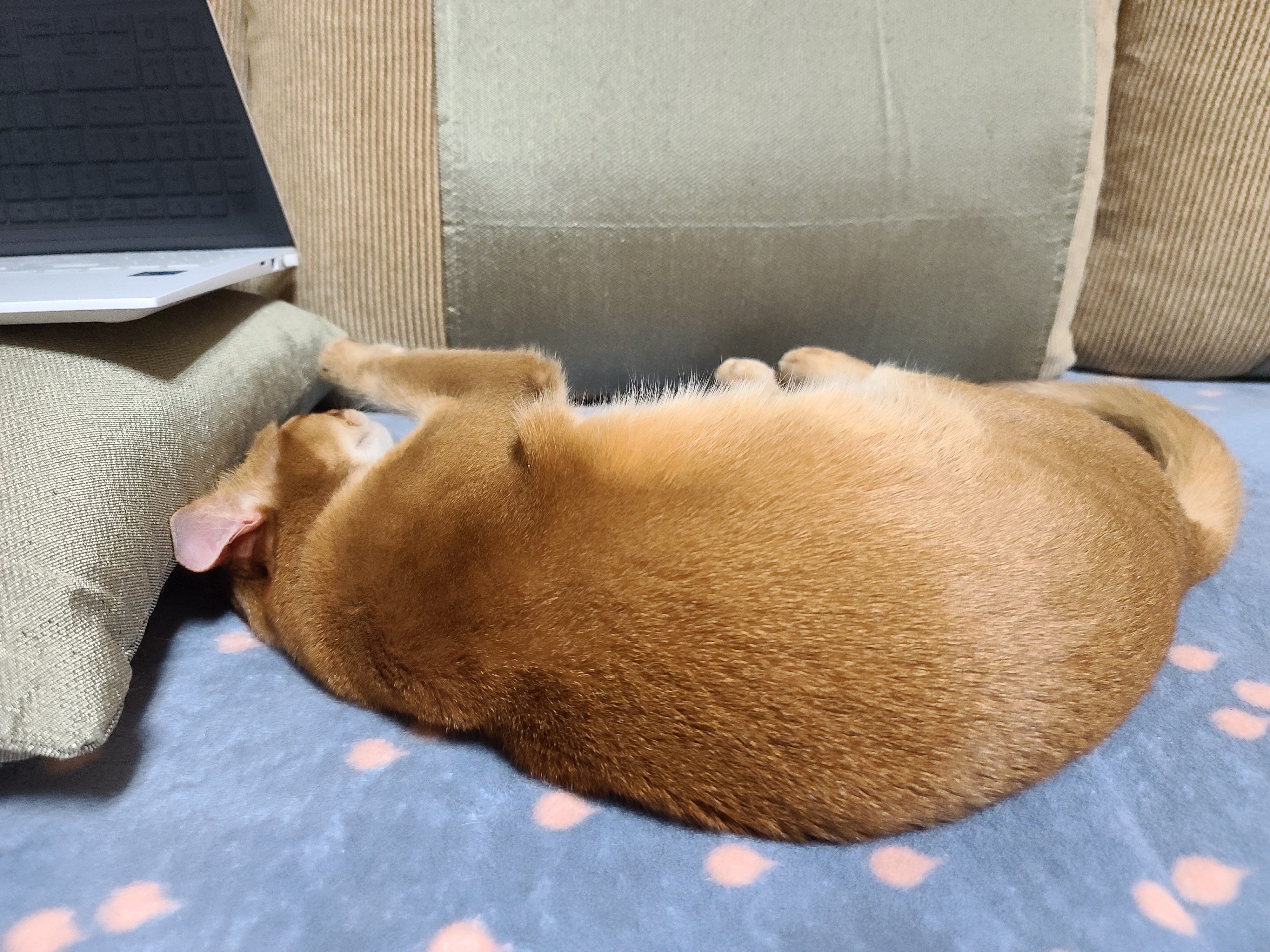 전기장판 찜질하는 고양이