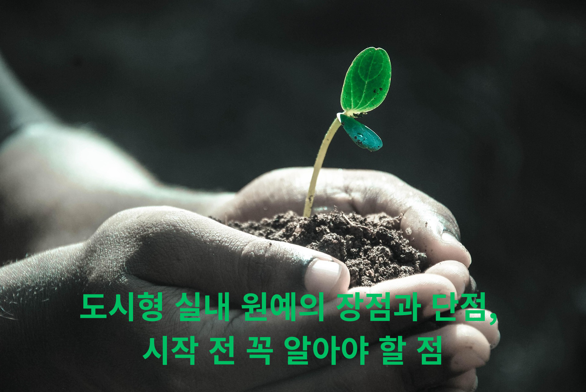 도시형 실내 원예의 장점과 단점, 시작 전 꼭 알아야 할 점