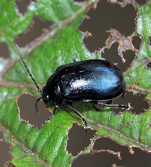 오리나무잎벌레 성충1