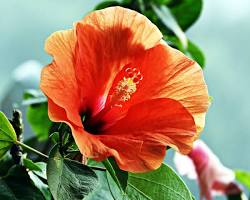 히비스커스 이미지 사진