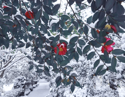 카멜리아-겨울
