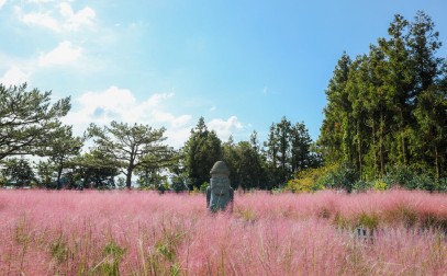 휴애리 핑크뮬리 축제