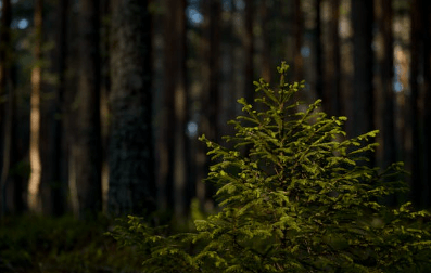 식목일 나무 무료