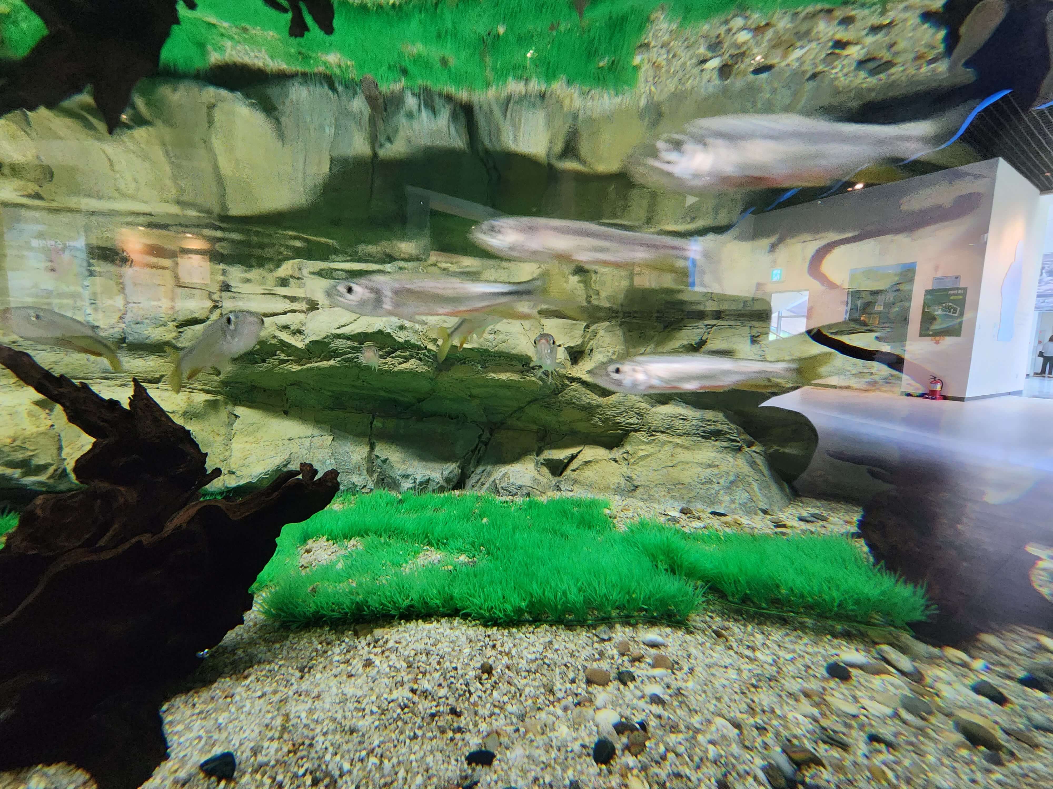 아쿠아리움 물고기