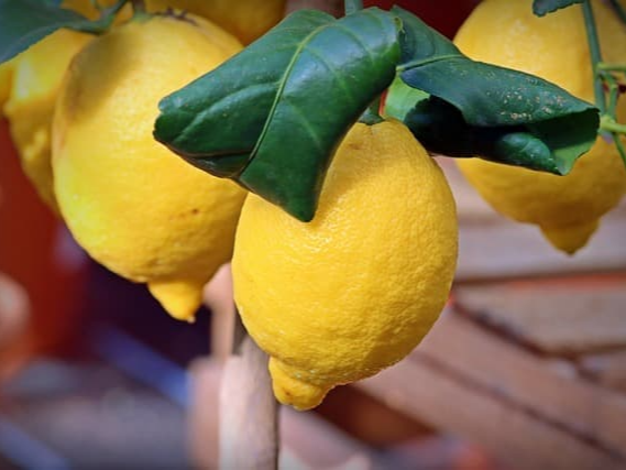 신뢰도 높은 레몬