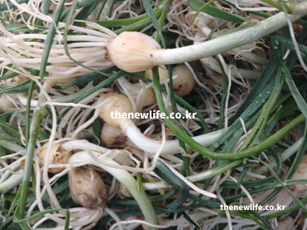 달래 효능의 영양 성분이 풍부한 달래 실사진