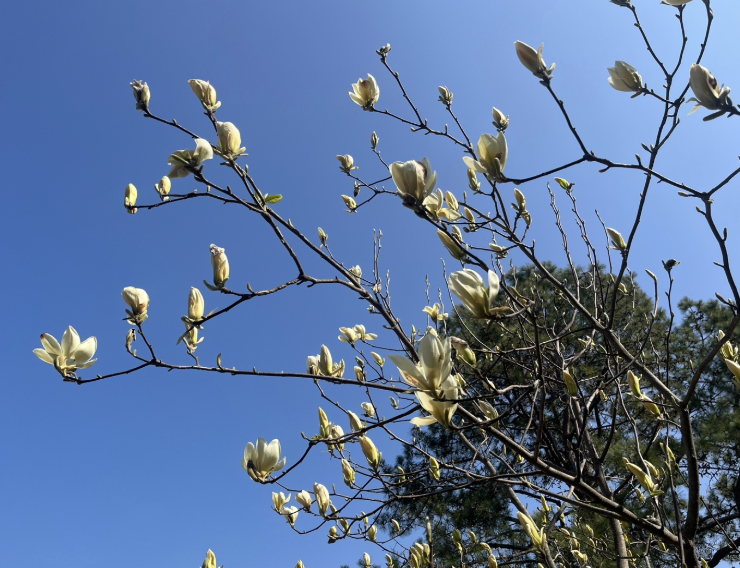 2025 천리포수목원 목련축제 일정 기간 요금 주변 코스