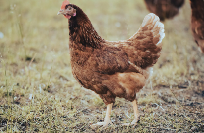 2025년 7월 닭띠(생년별) 운세