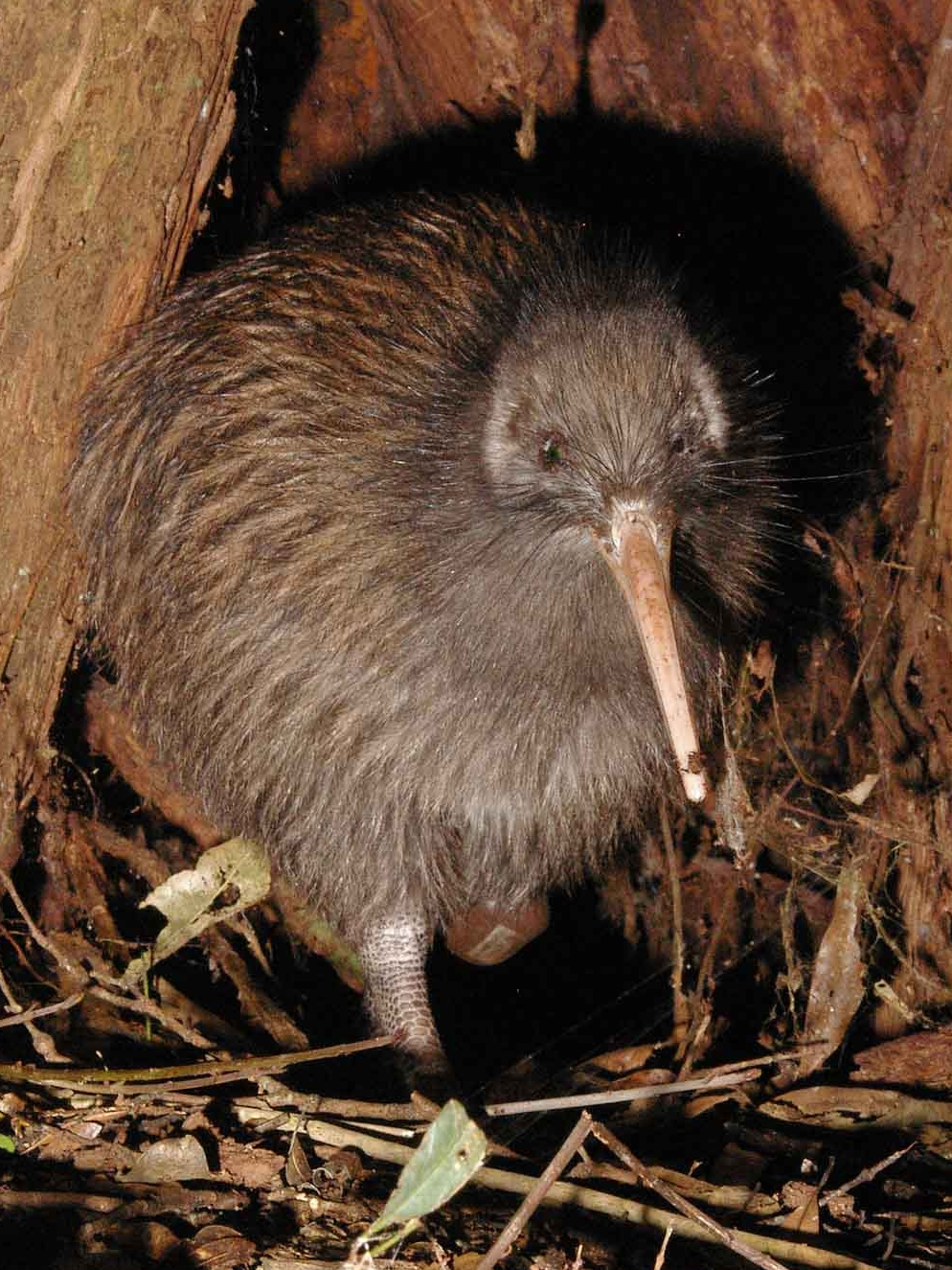 야생의 키위(Kiwi Bird)는 숲속 바닥에서 먹이를 찾으며 은밀하게 생활하는 희귀 조류이다.