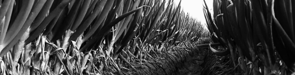 2~3회 정도 웃거름