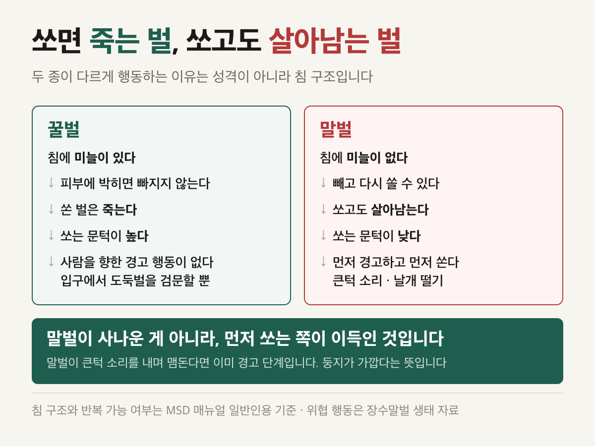 침 구조가 행동을 결정하는 과정. 꿀벌은 미늘이 있어 쏘면 죽고, 말벌은 미늘이 없어 반복해서 쏜다