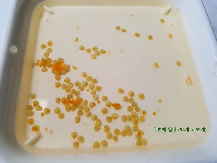 예루살렘 체리 씨앗 (54+59개) 채집