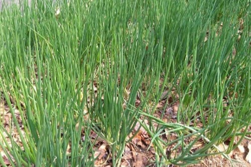 김장쪽파-쪽파-파종시기-심는시기-수확시기