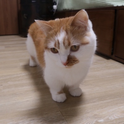 고양이름