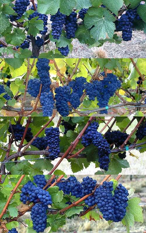 피노 누아의 클론 품종들입니다. 777, 115, 667, wadensville