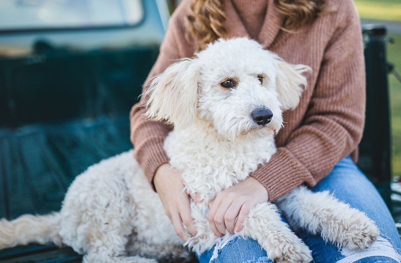 강아지랑 차박 가능한 곳, 어디까지 가봤개?