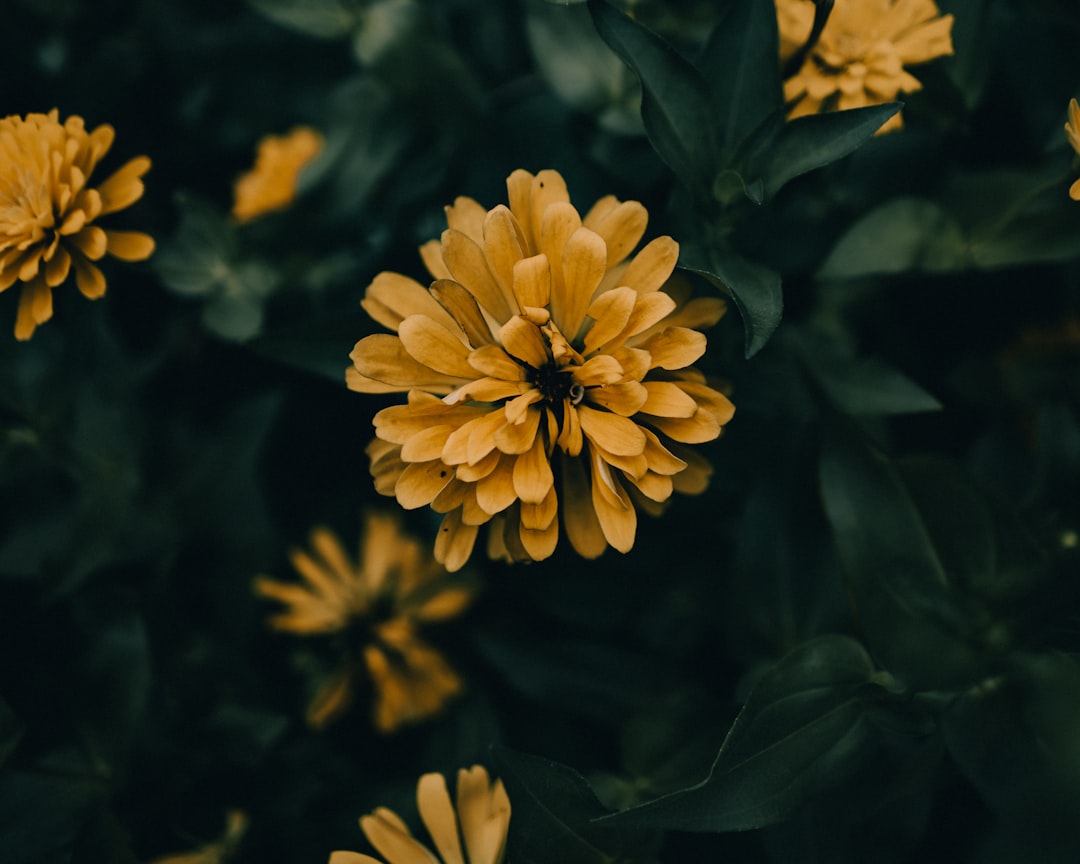 Hope Account